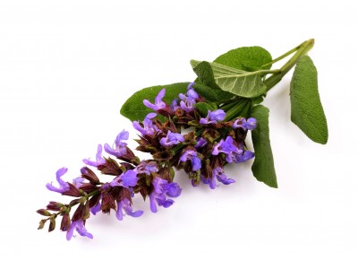 Salveiõli 10ml SALVIA SCLAREA