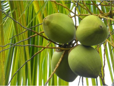 Kookosõli Cocos nucifera