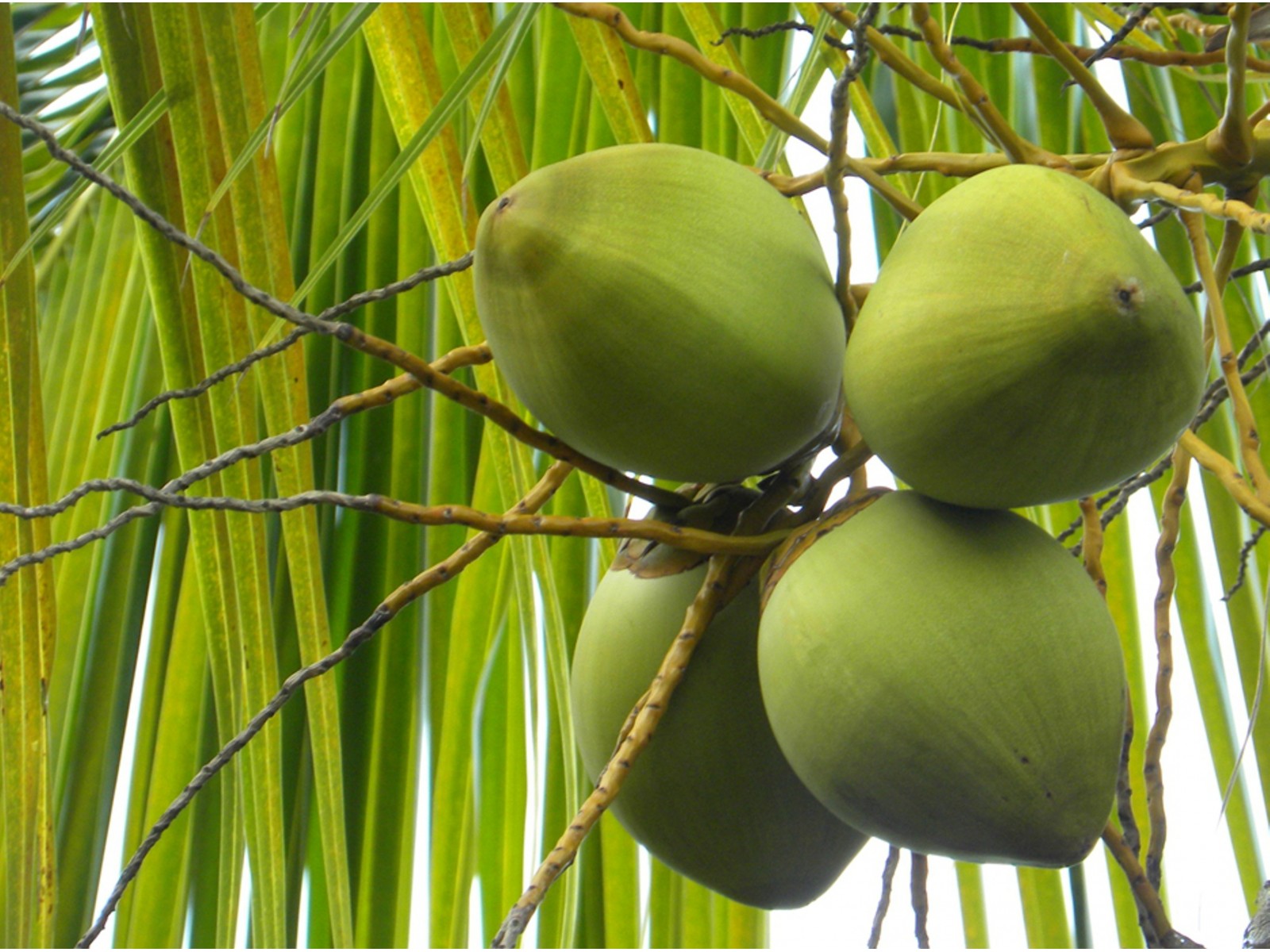 Как растет и размножается кокосовая, Пальма