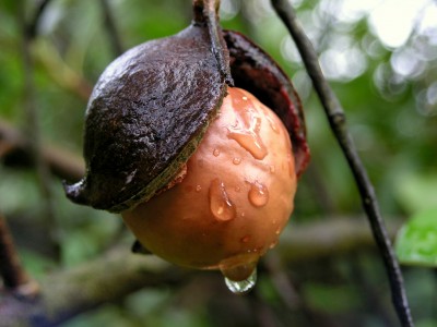 Makadaamiapähkliõli 100ml Macadamia ternifolia