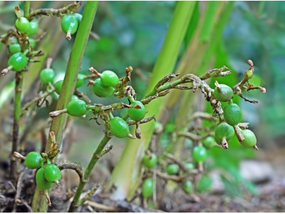 Kardemoniõli 10ml ELETTARIA CARDAMOMUM