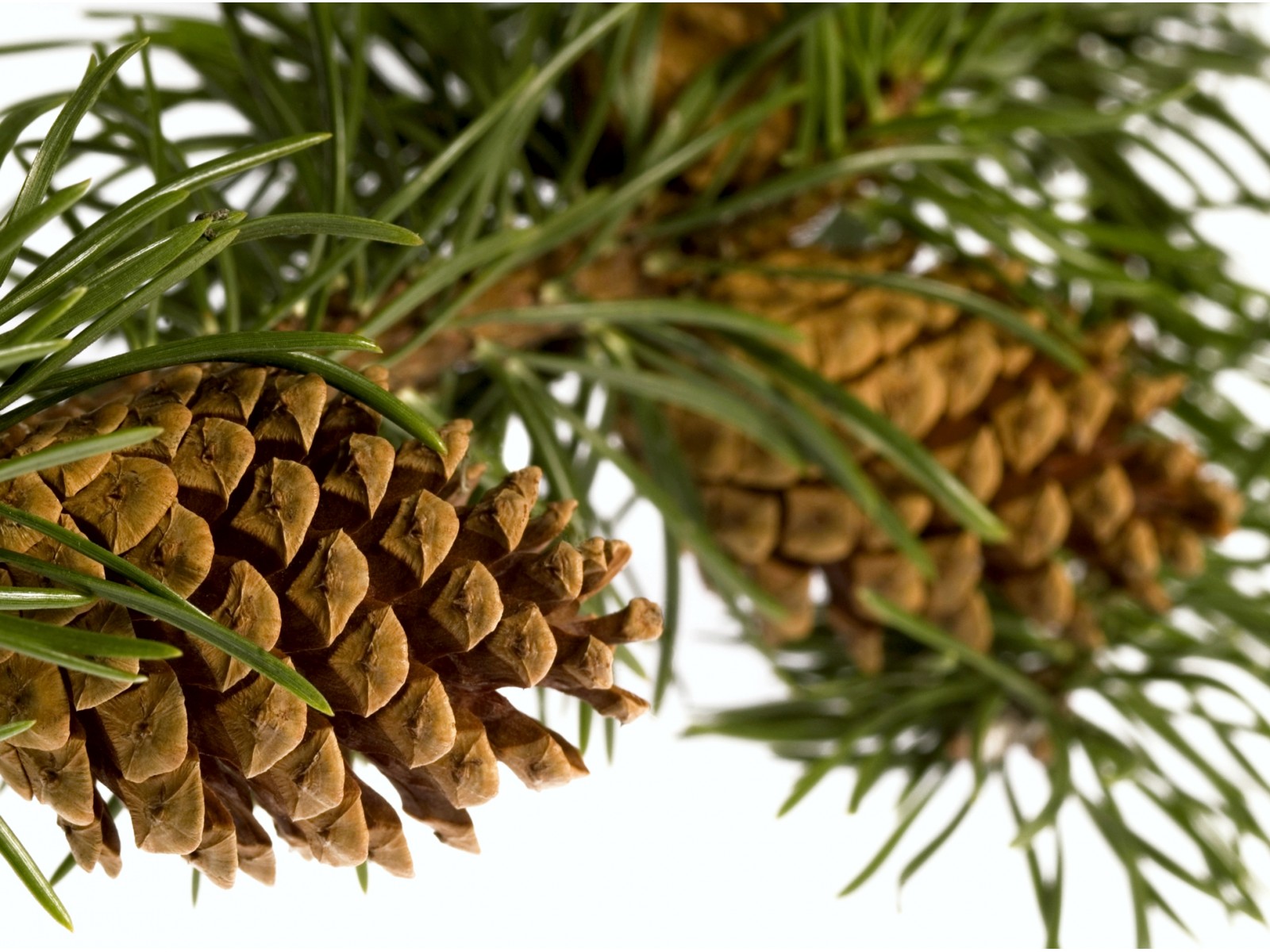 Männiõli (okas) 10ml PINUS SYLVESTRIS