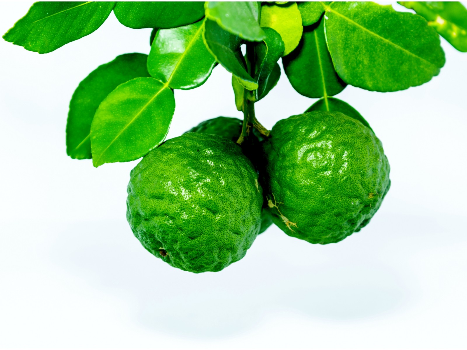 Bergamotiõli 10ml Citrus bergamia