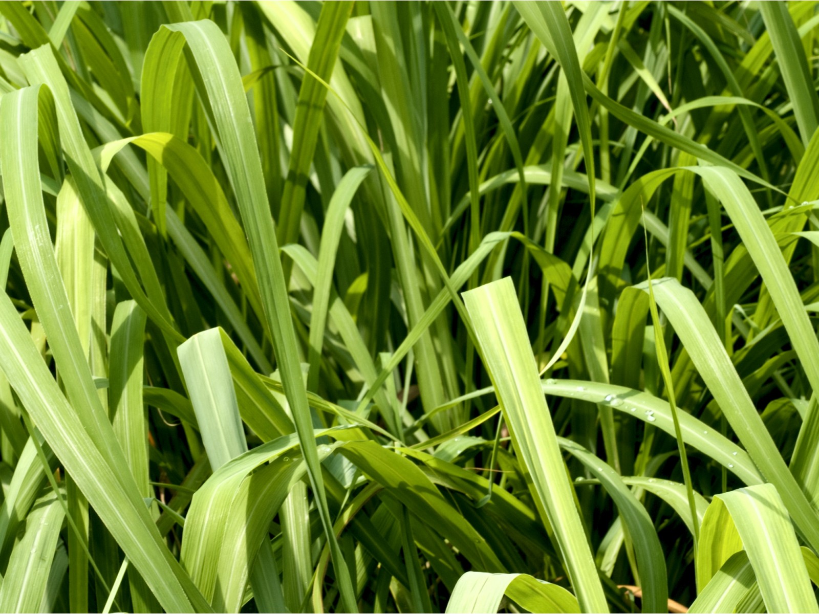 Tsitronella 10ml CYMBOPOGON NARDUS