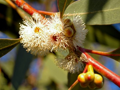 Eukalüptpiparmünt 10ml Eucalyptus dives