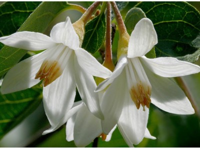 Bensoe 5ml Styrax bensoin