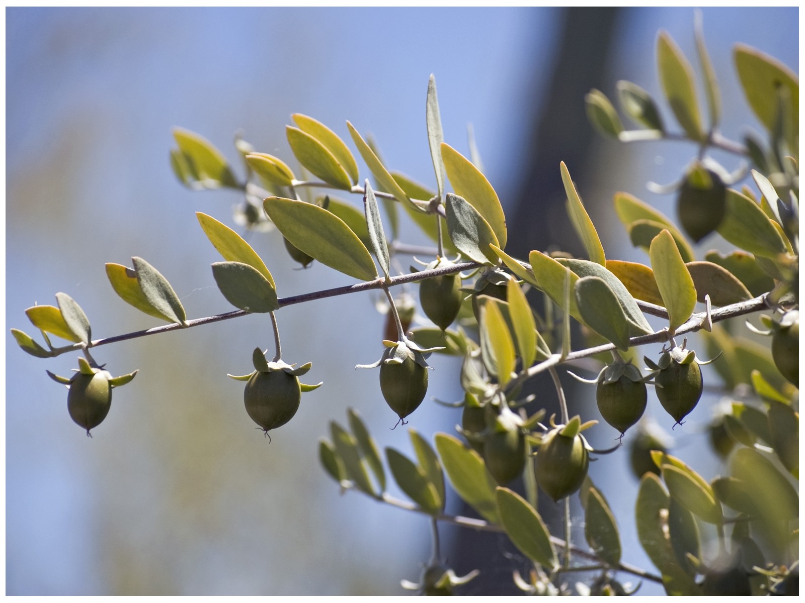 Jojoobi 30ml Simmondsia chinensis
