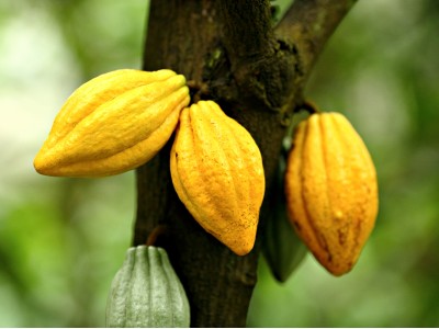 Kakaovõi Theobroma cacao