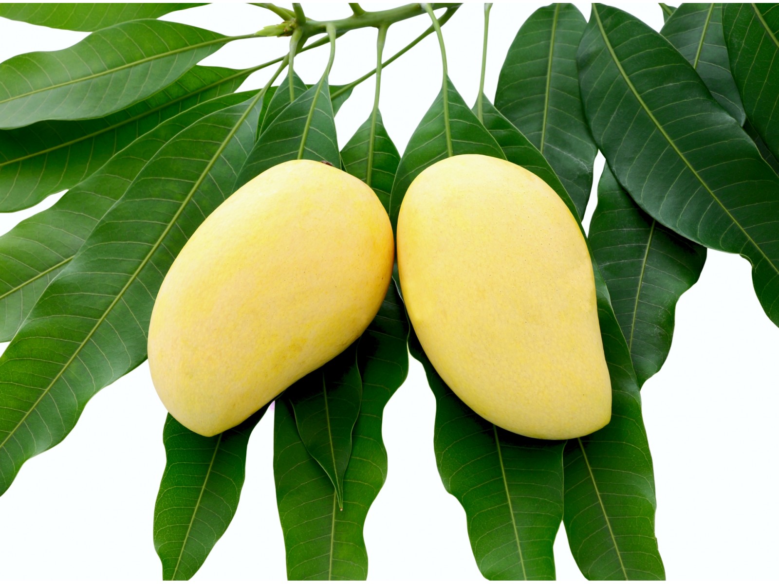 Mangovõi 200g  Mangifera indica