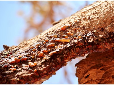 Mürr COMMIPHORA MYRRHA