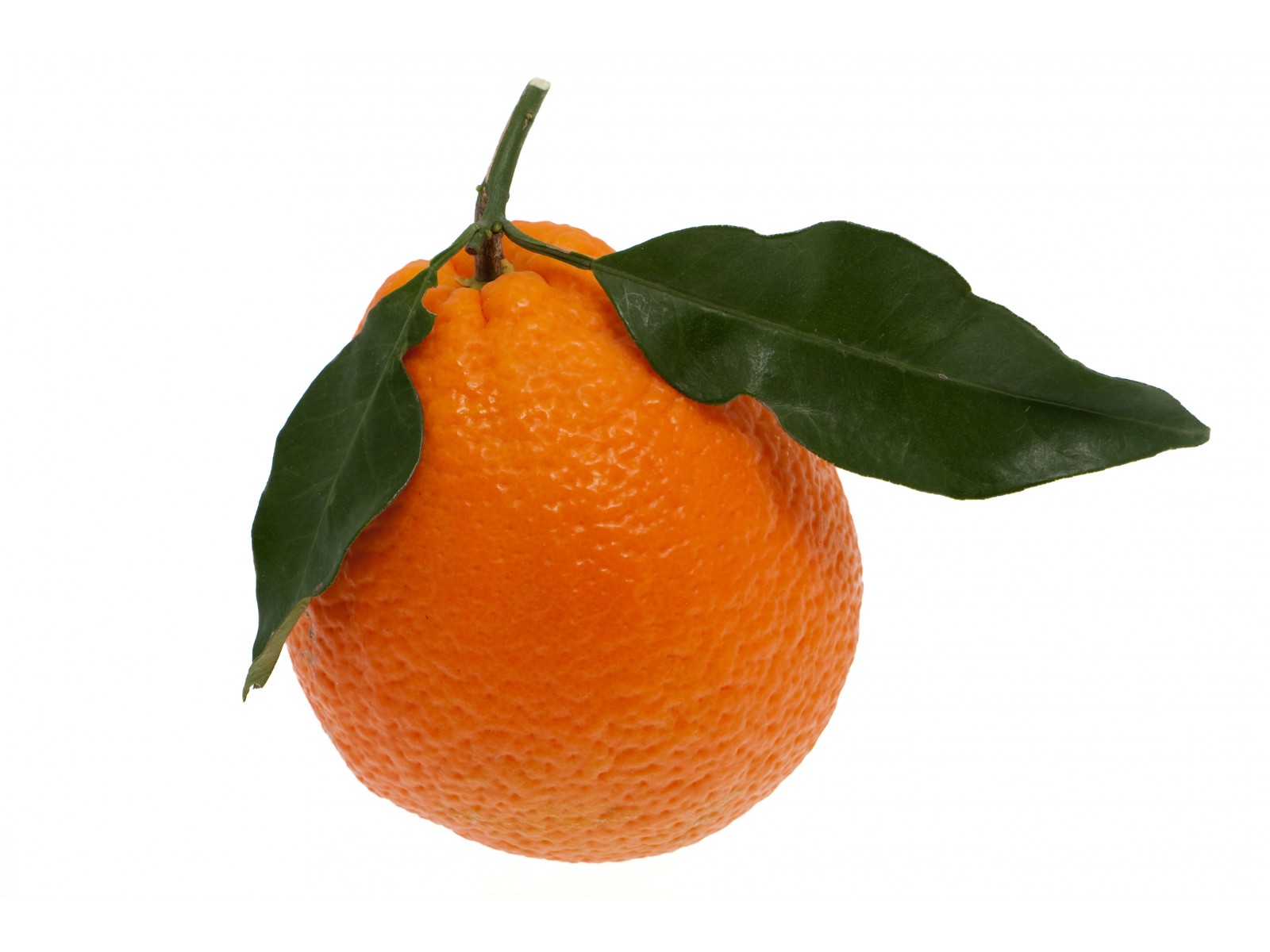 Apelsini eeterlik õli mõru 10ml Citrus Aurantium Amara