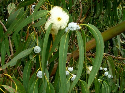 Eukalüpti eeterlik õli  Eucalyptus globulus