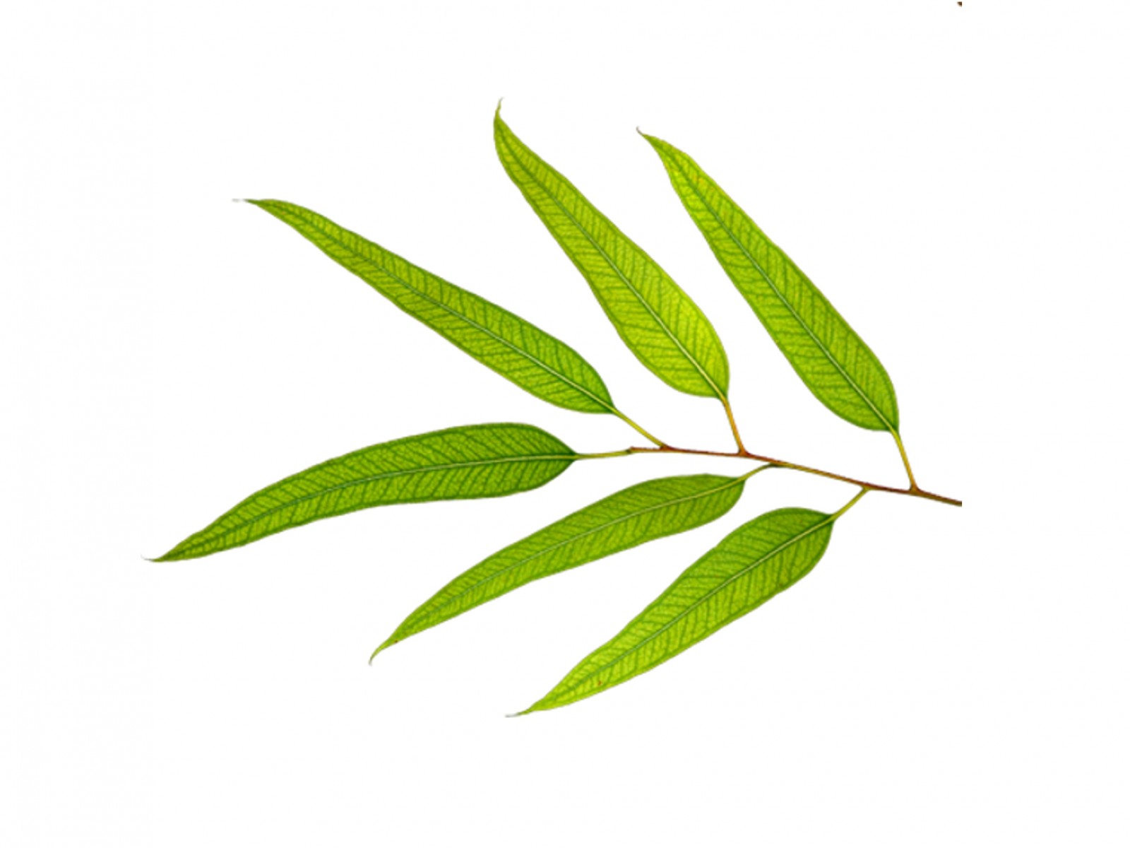 Eukalüpt ahtalehine 10ml Eucalyptus radiata