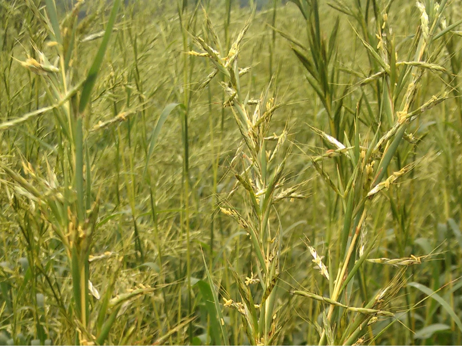 Martini sidrunhein 5ml CYMBOPOGON MARTINI