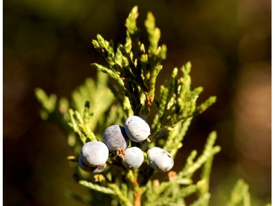 Seedriõli  Virginia 10ml Juniperus virginiana