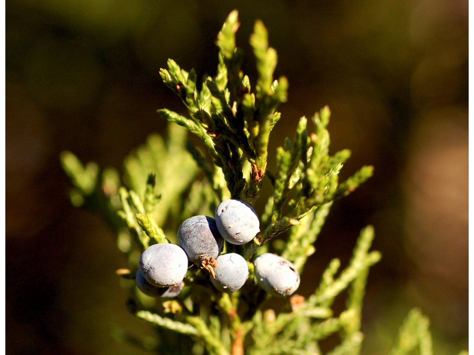 Seedriõli  Virginia 10ml Juniperus virginiana