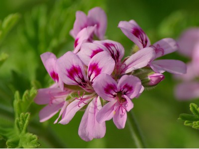 Geraanium 10ml Pelargonium graveolens