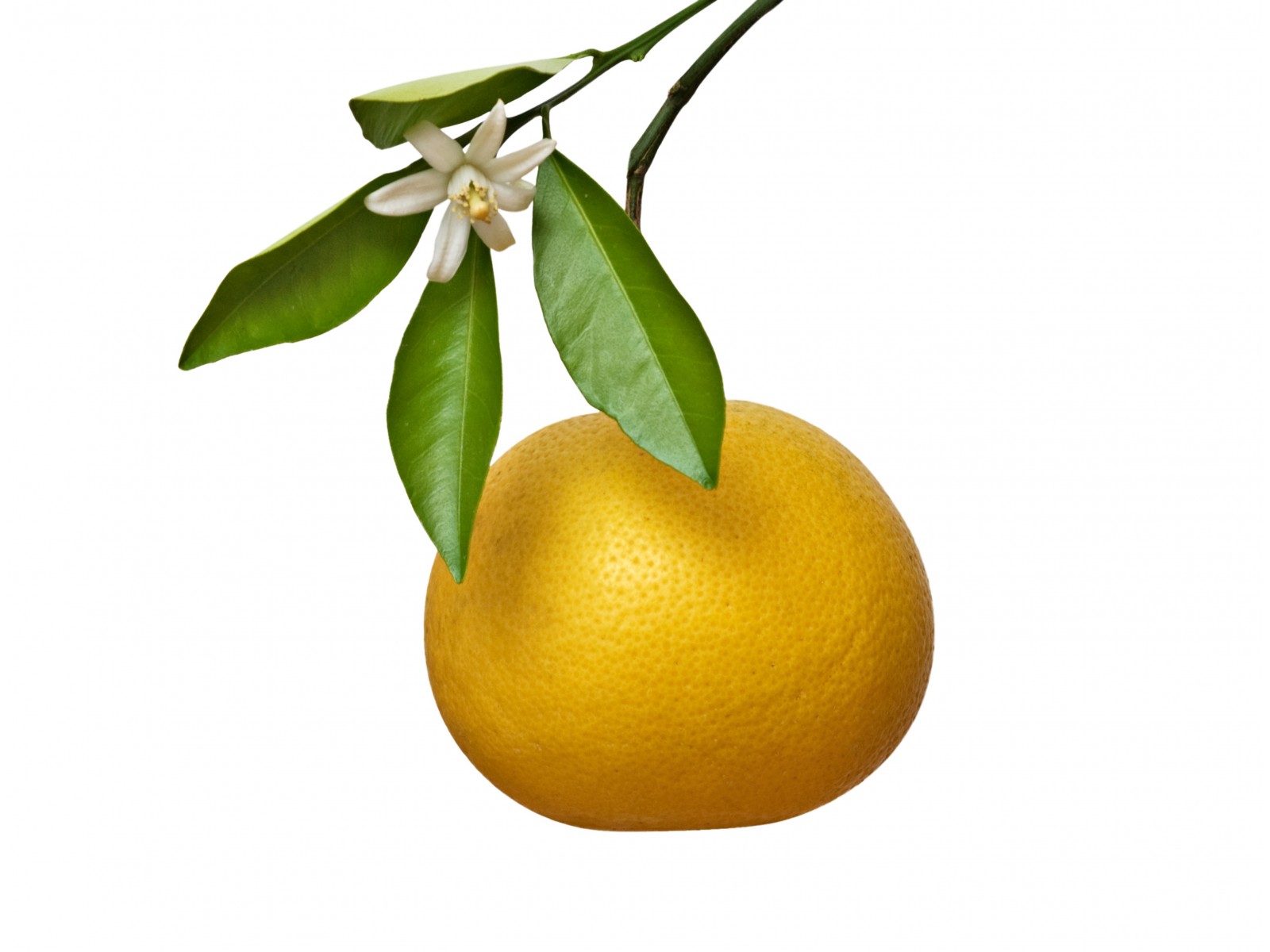 Greipfruut valge 10ml Citrus paradisi