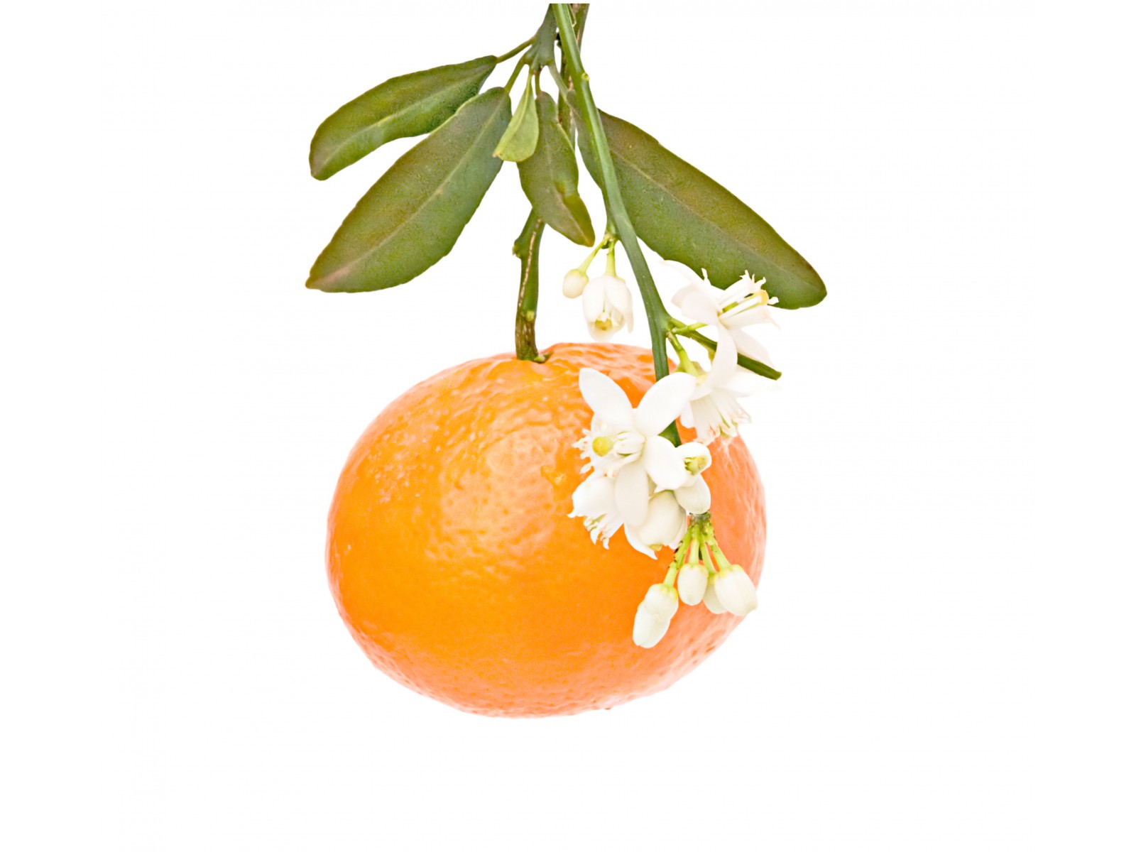 Mandariiniõli 10ml Citrus reticulata