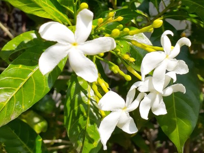 Jasminum Grandiflorum absoluut 30% 3ml