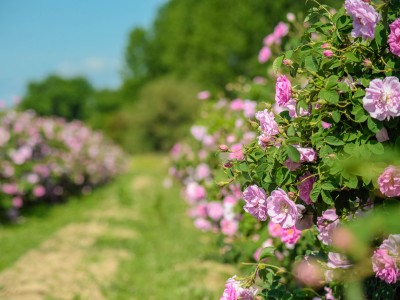 Rosa Damascena absoluut, 30% 3ml