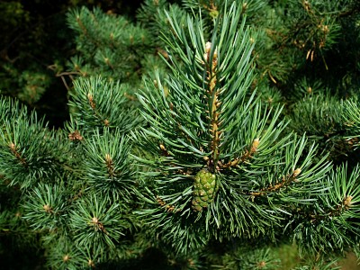 Männi absoluut 60% 5ml, Pinus Sylvestris