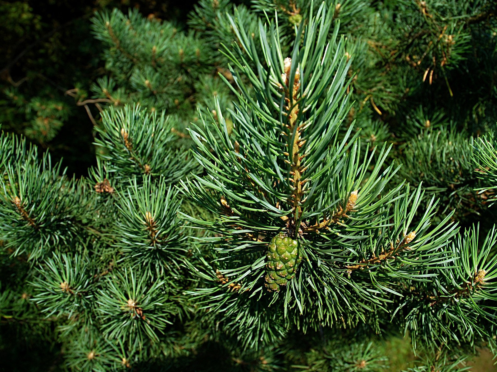 Männi absoluut 60% 5ml, Pinus Sylvestris