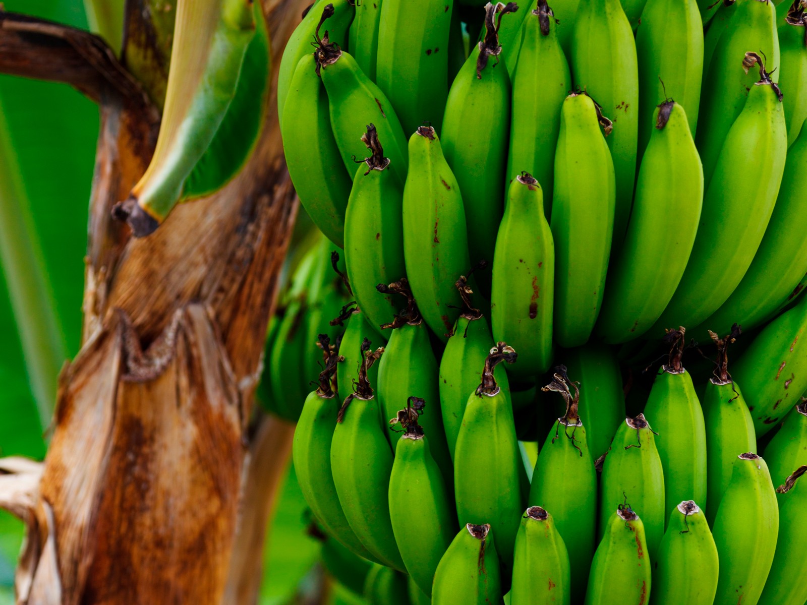 Cis-3-Hexenyl Acetate 100% 5ml