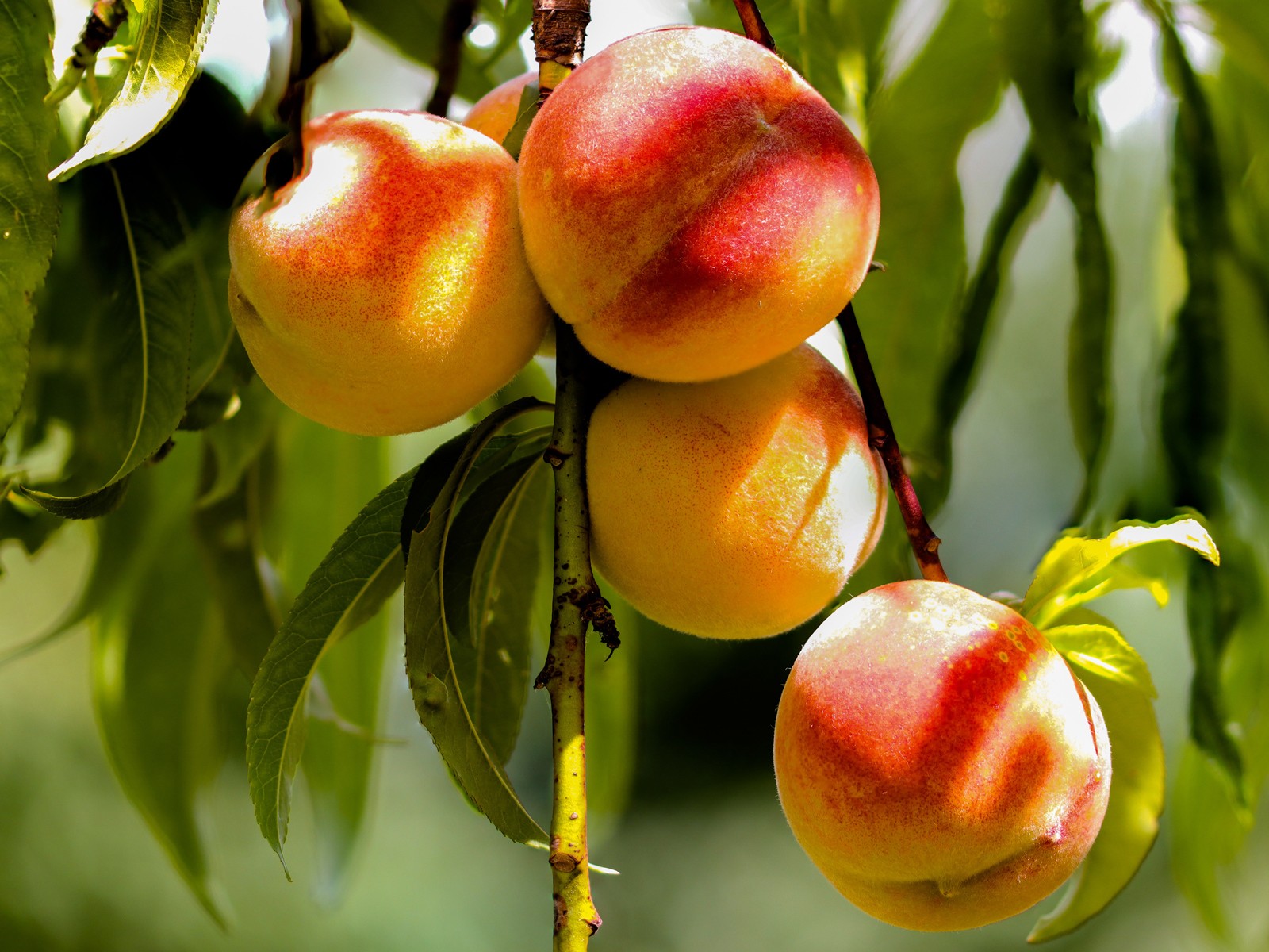 Gamma Undecalactone 100% 10ml