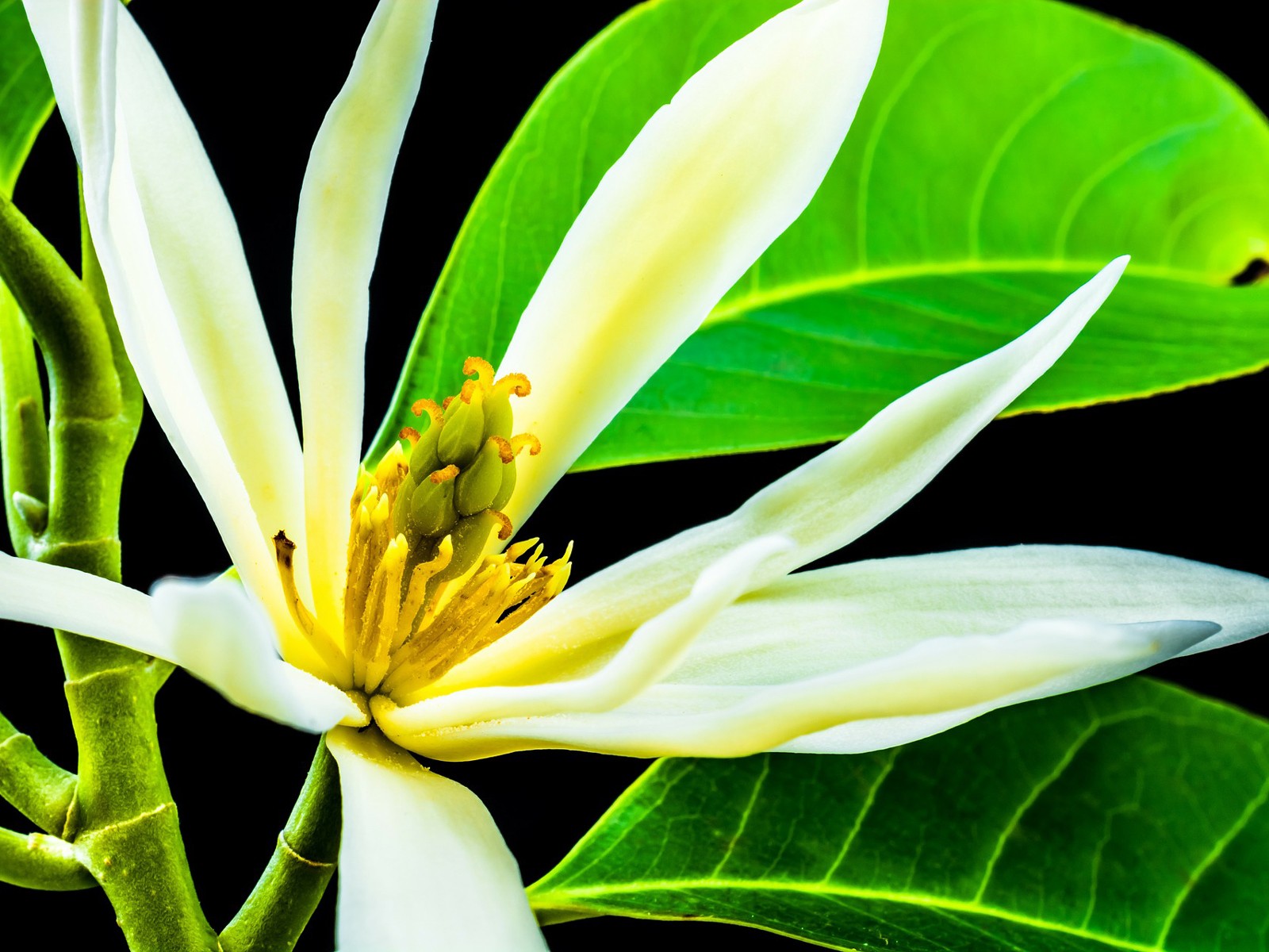 Magnoolia õie eeterlik õli, 30% 3ml