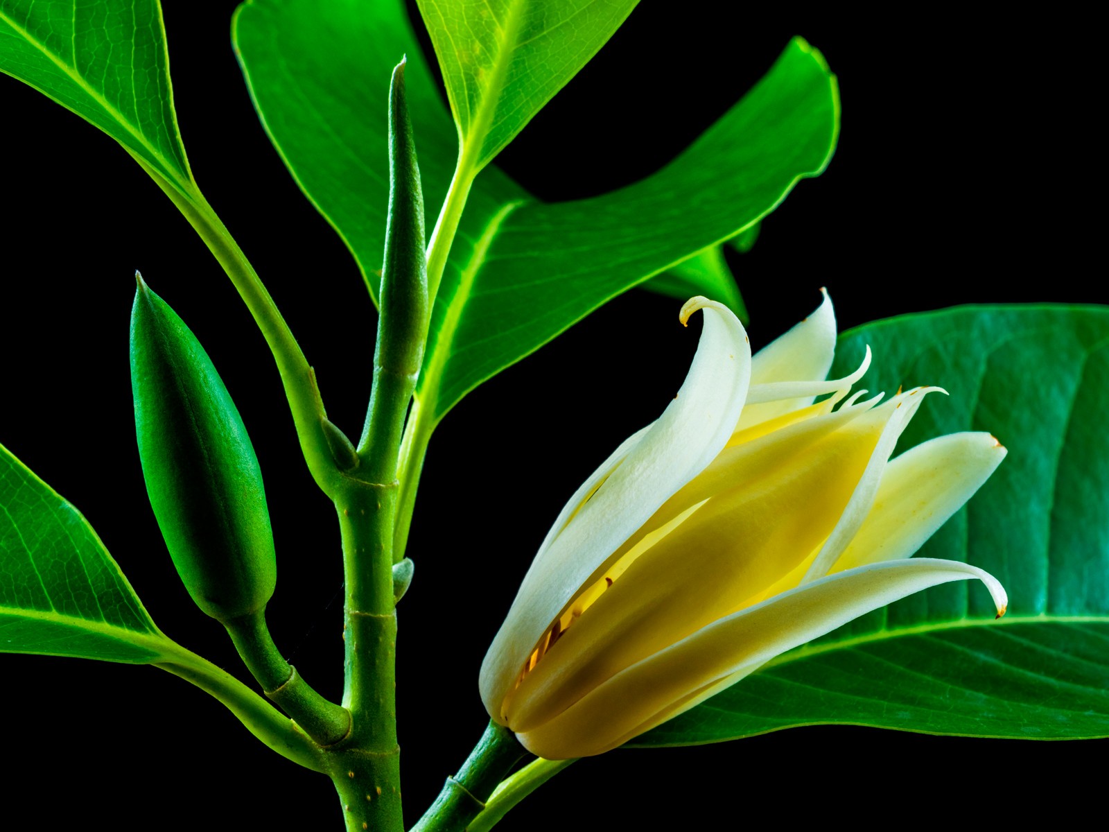 Magnoolia lehe eeterlik õli, 5ml 100%