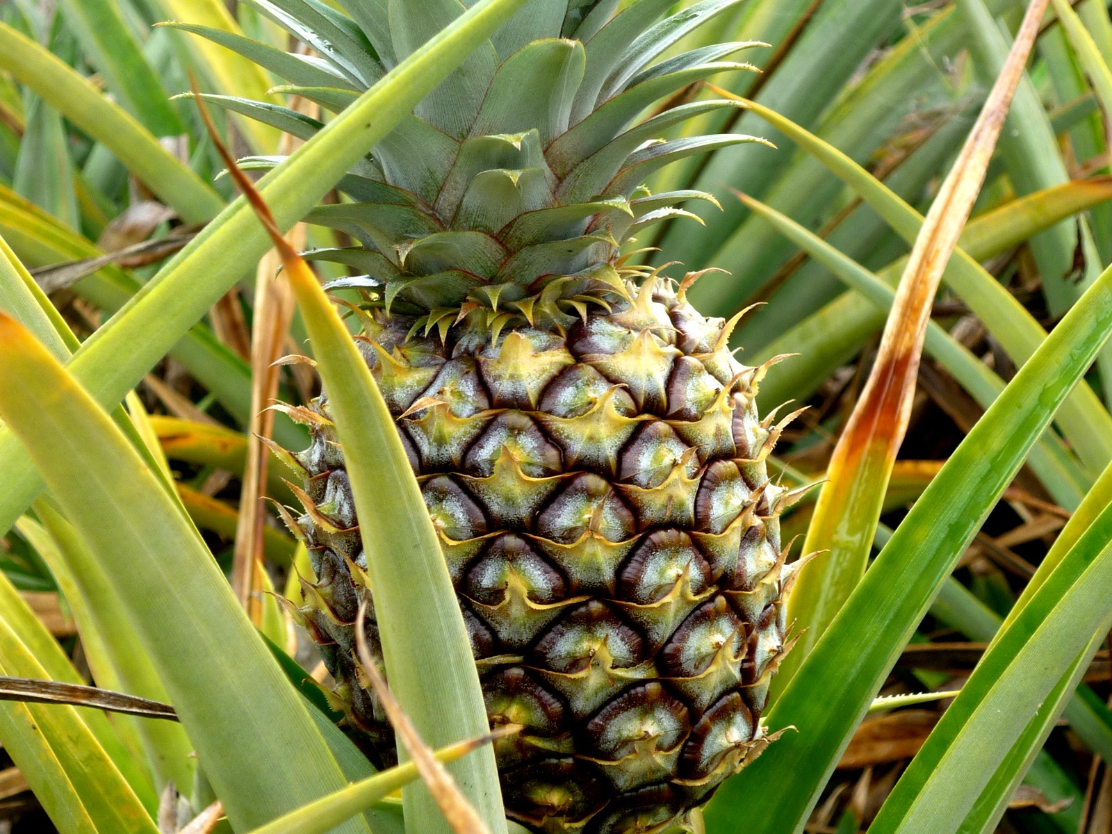 Galbanumi glükolaat 100% 5ml