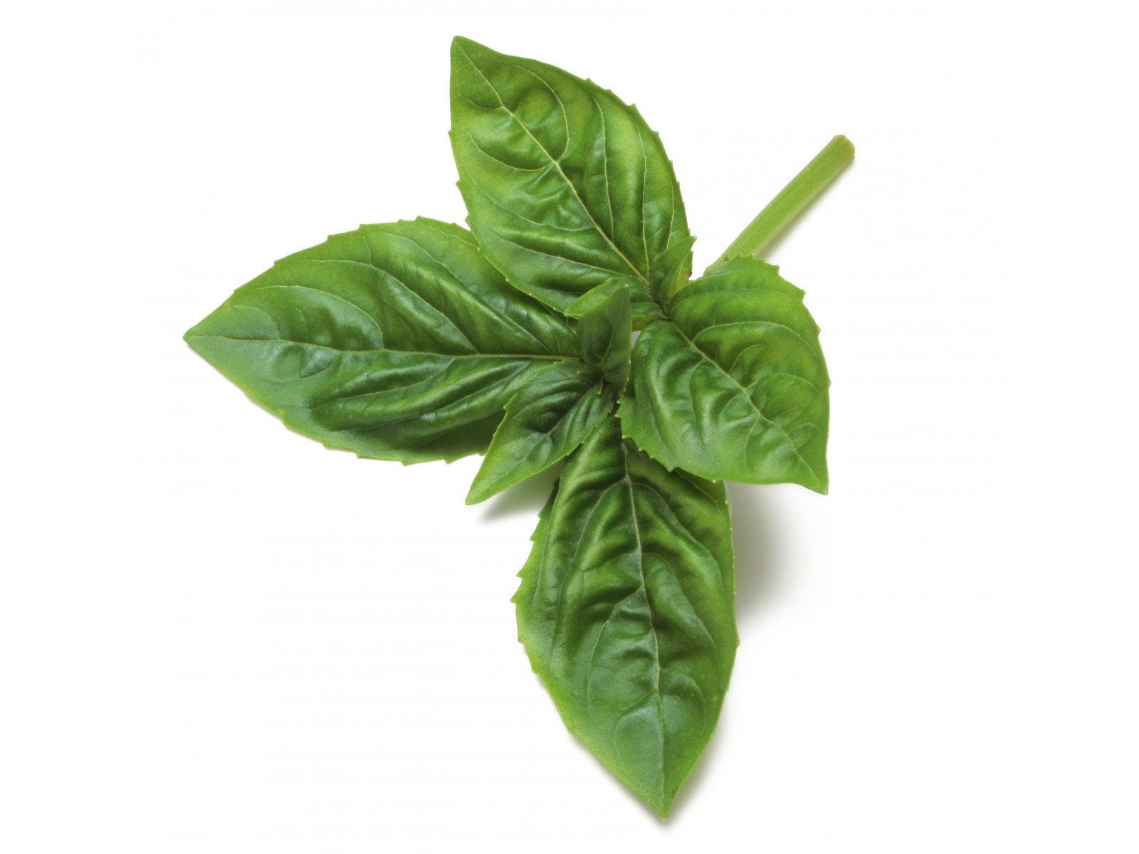 Basiilik 5ml Ocimum basilicum