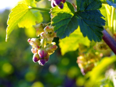 Mustsõstra absoluut Ribes nigrum L. naturaalne