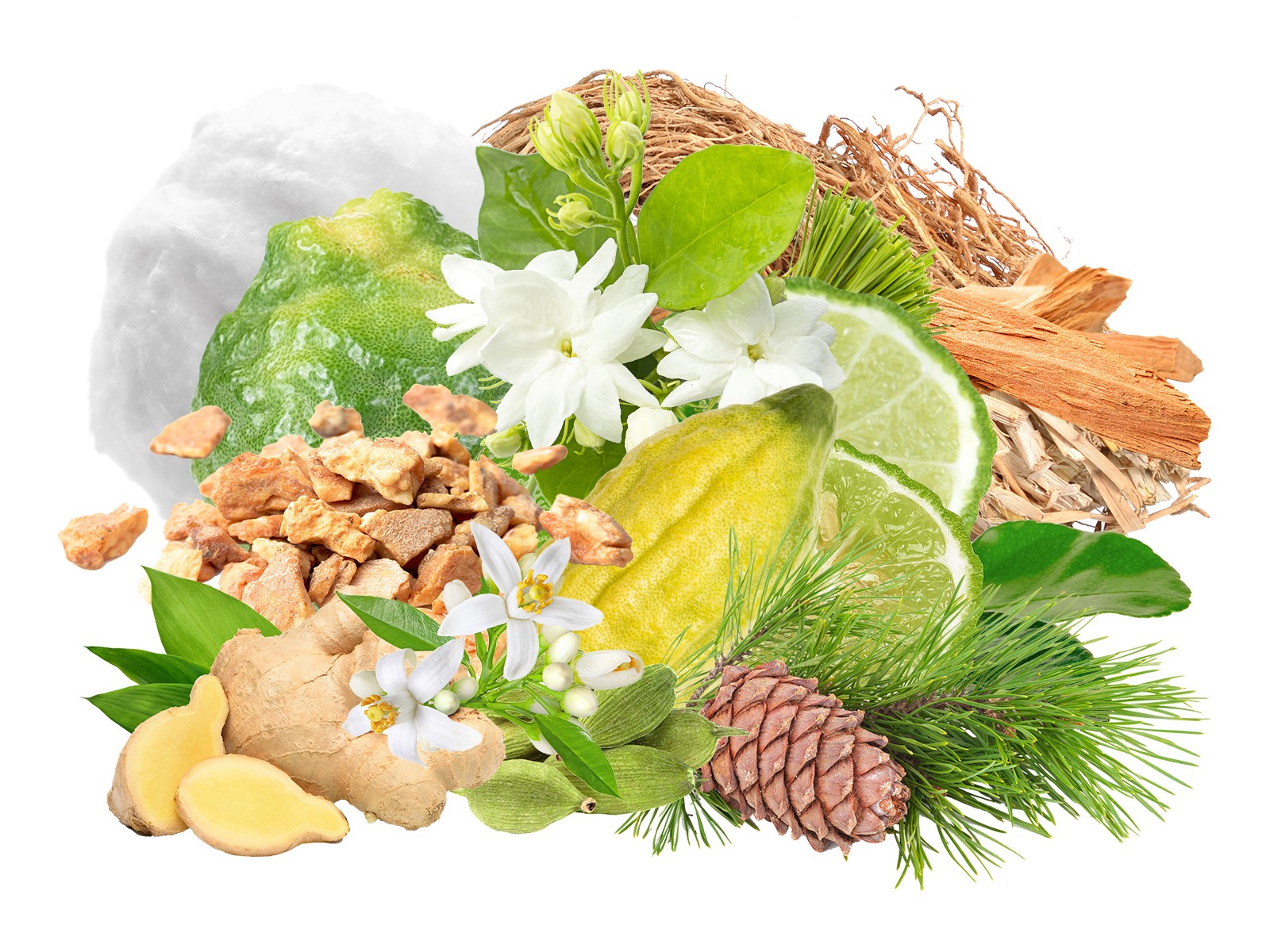 Bergamotto Mediterraneo 399