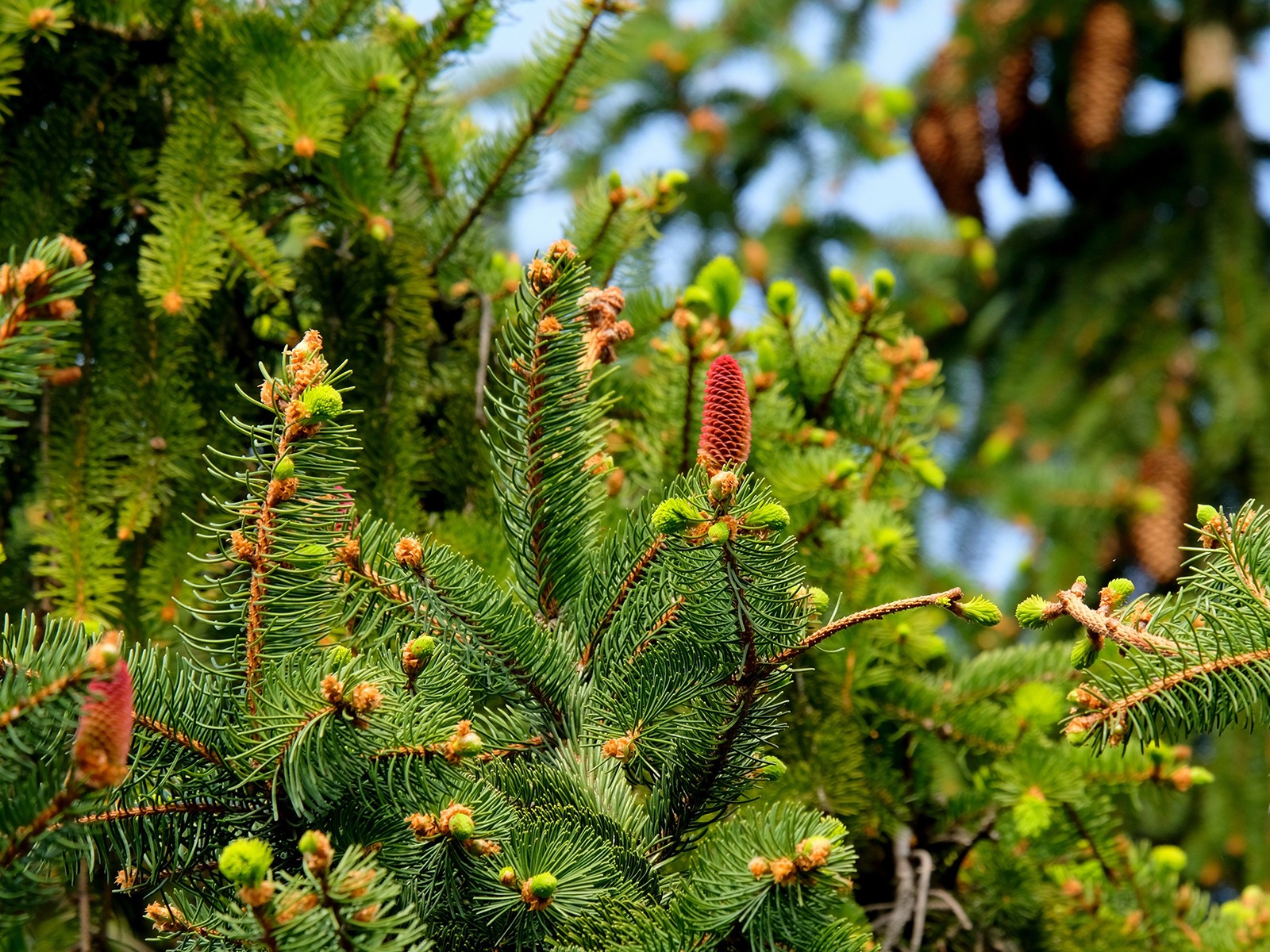 Fir Balsam Oliffac 5ml