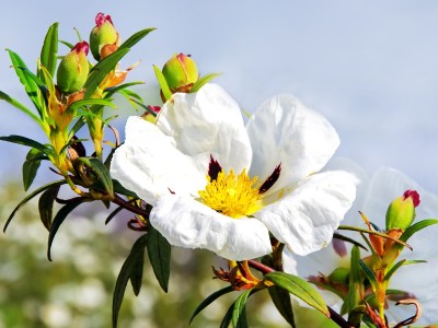Cistus ehk kiviroosik 3ml