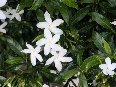 Jasmin Floraline 5ml