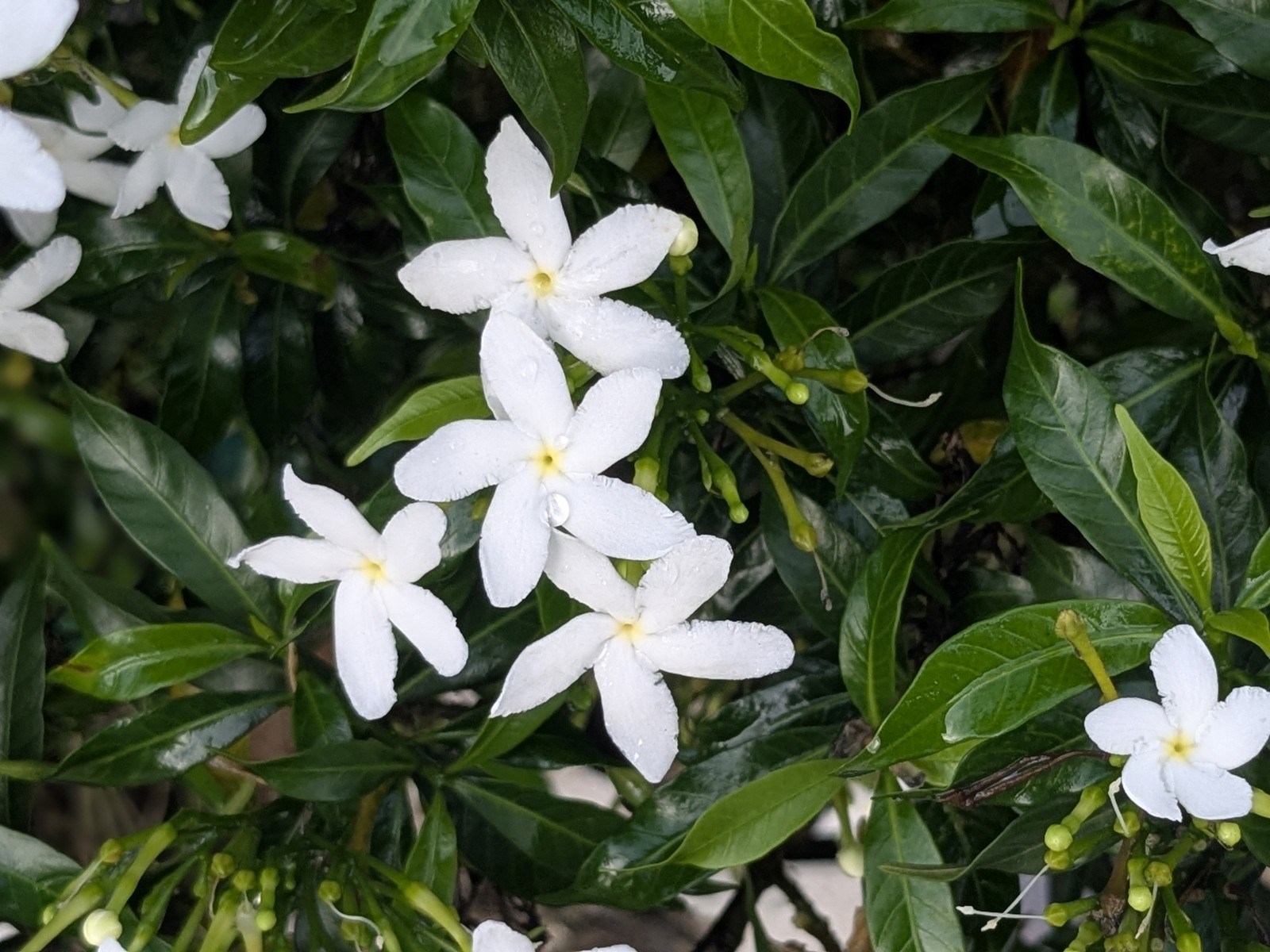 Jasmin Floraline 5ml