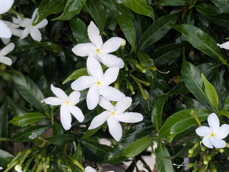 Jasmin Floraline 5ml