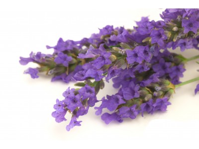 Lavendli eeterlik õli 10ml LAVANDULA  ANGUSTIFOLIA