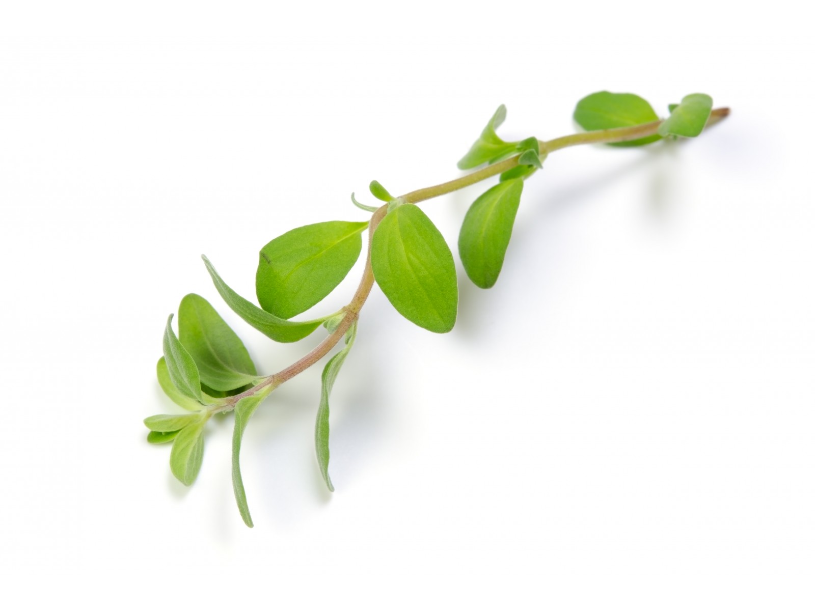 Majoraaniõli 5ml ORIGANUM MARJORANA