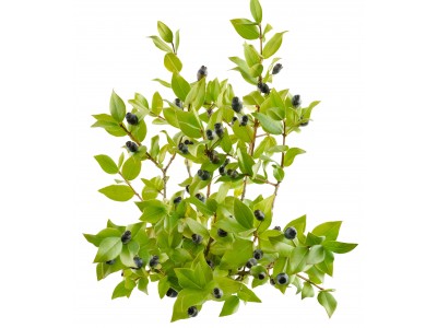 Mürt 5ml MYRTUS COMMUNIS