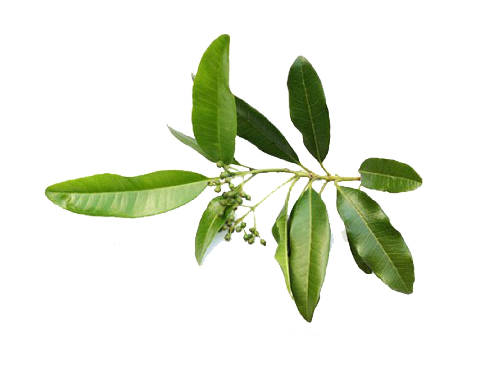 Nelkpipar 5ml PIMENTA DIOICA