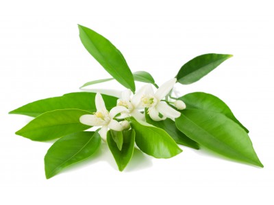 Neroli CITRUS AURANTIUM