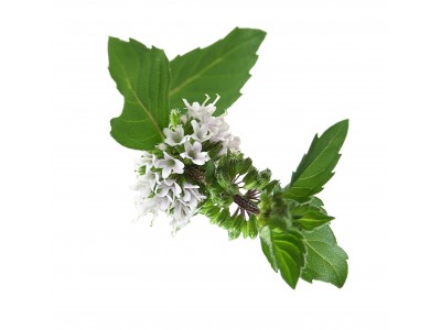 Piparmündiõli 10ml MENTHA PIPERITA