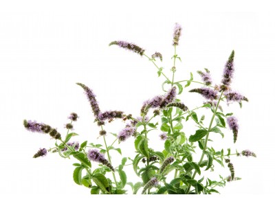 Põldpiparmündiõli 10ml MENTHA ARVENSIS