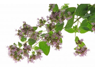 Pune 5ml ORIGANUM VULGARE