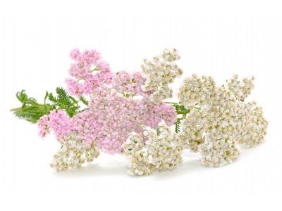 Raudrohi 5ml ACHILLEA MILLEFOLIUM